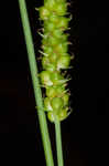 Limestone meadow sedge